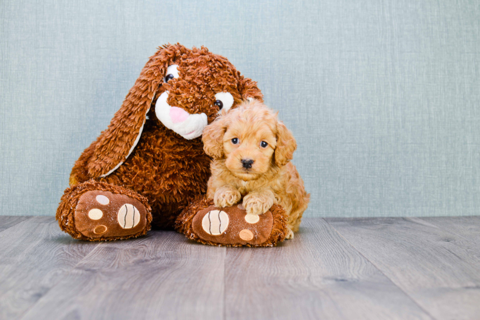 Best Cockapoo Baby