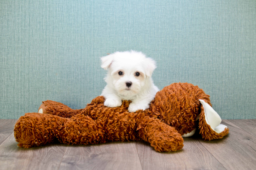 Little Maltese Baby