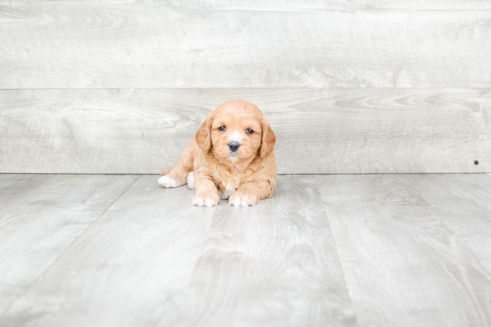 Adorable Cavoodle Poodle Mix Puppy