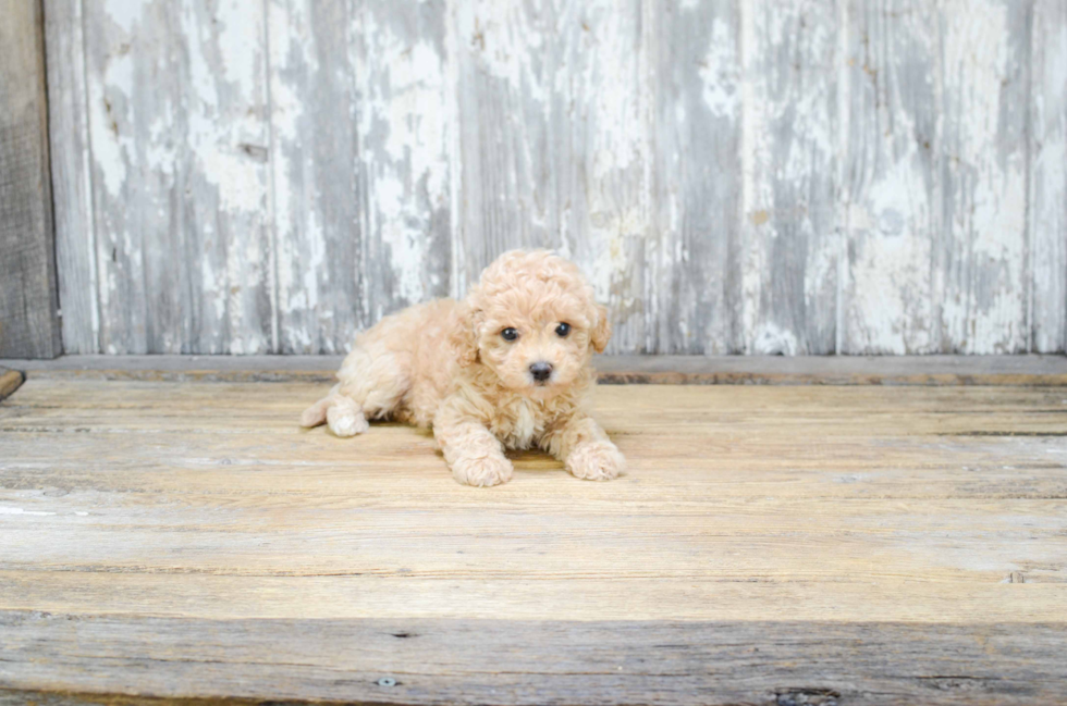 Maltipoo Puppy for Adoption