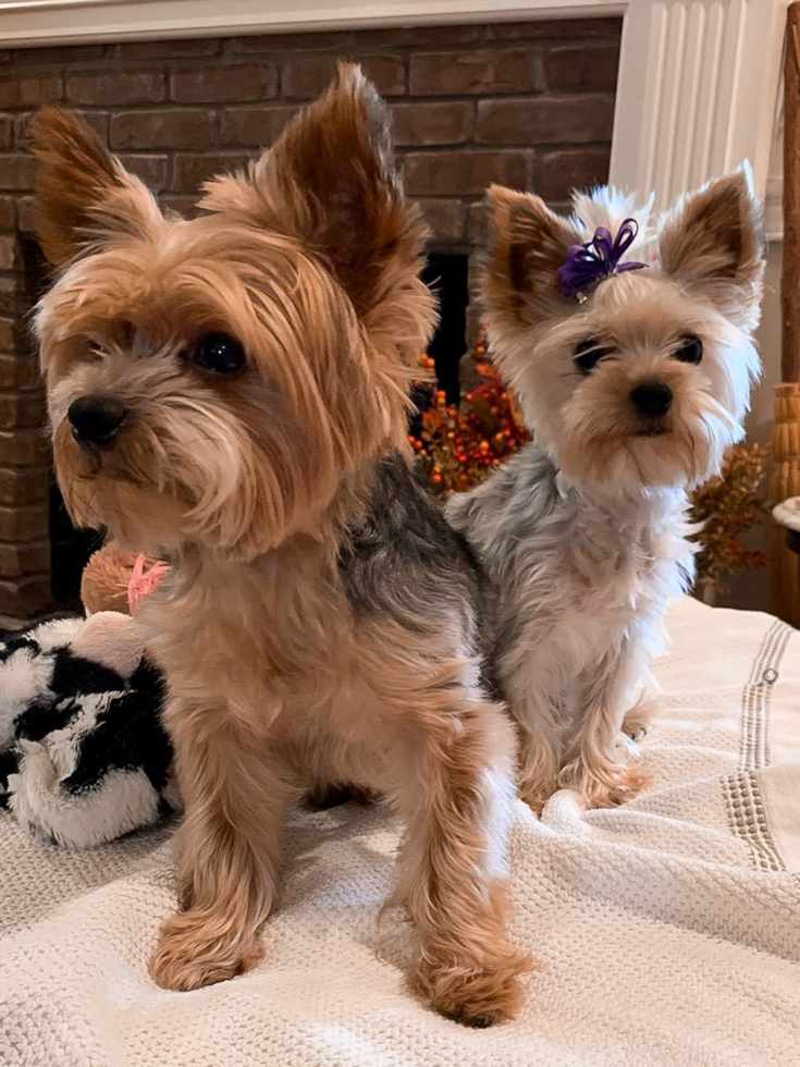 Playful Yorkshire Terrier Pup