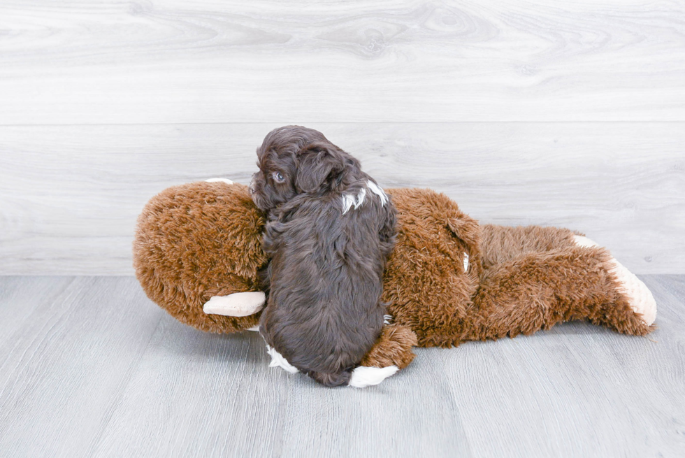 Havanese Pup Being Cute