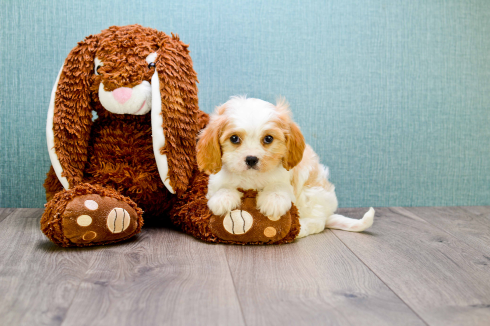 Small Cavachon Baby