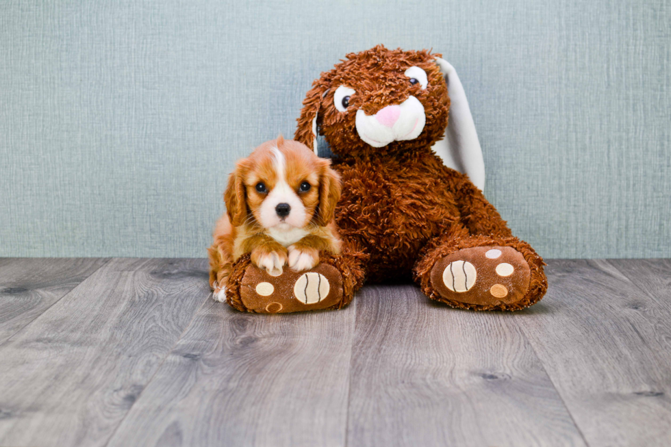 Small Cavalier King Charles Spaniel Purebred Pup