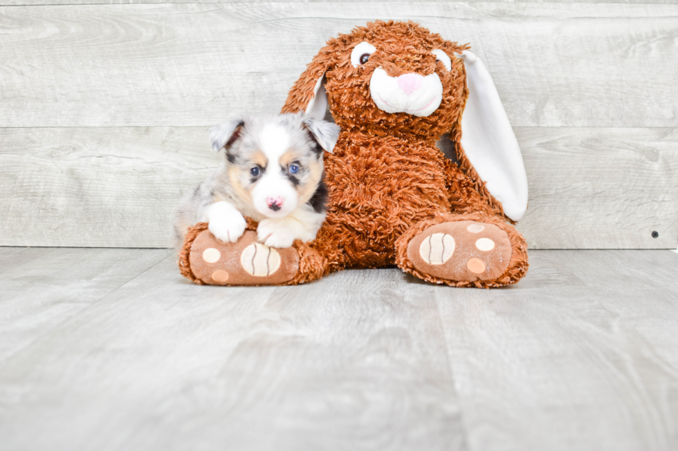 Small Mini Aussiedoodle Baby