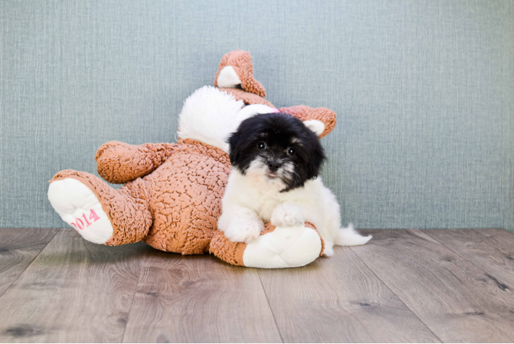 Hypoallergenic Havanese Purebred Pup