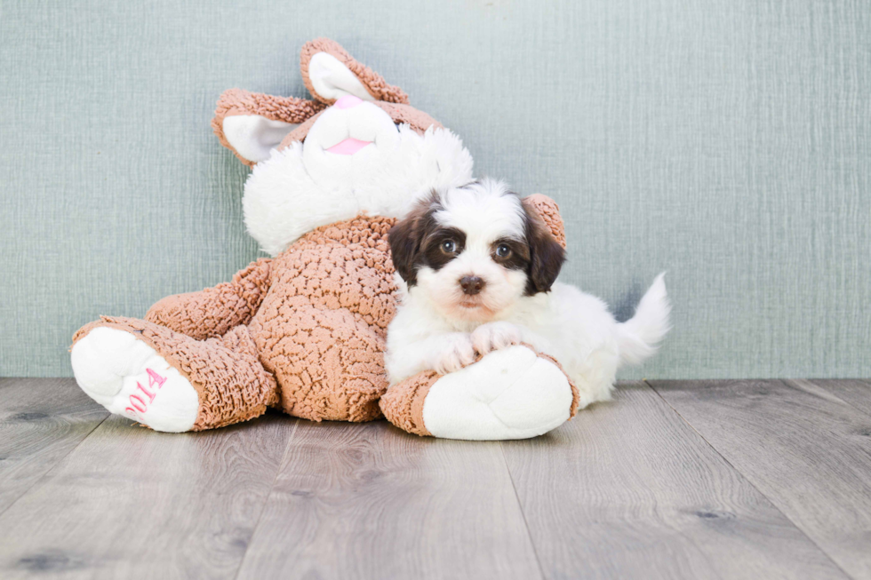 Teddy Bear Pup Being Cute