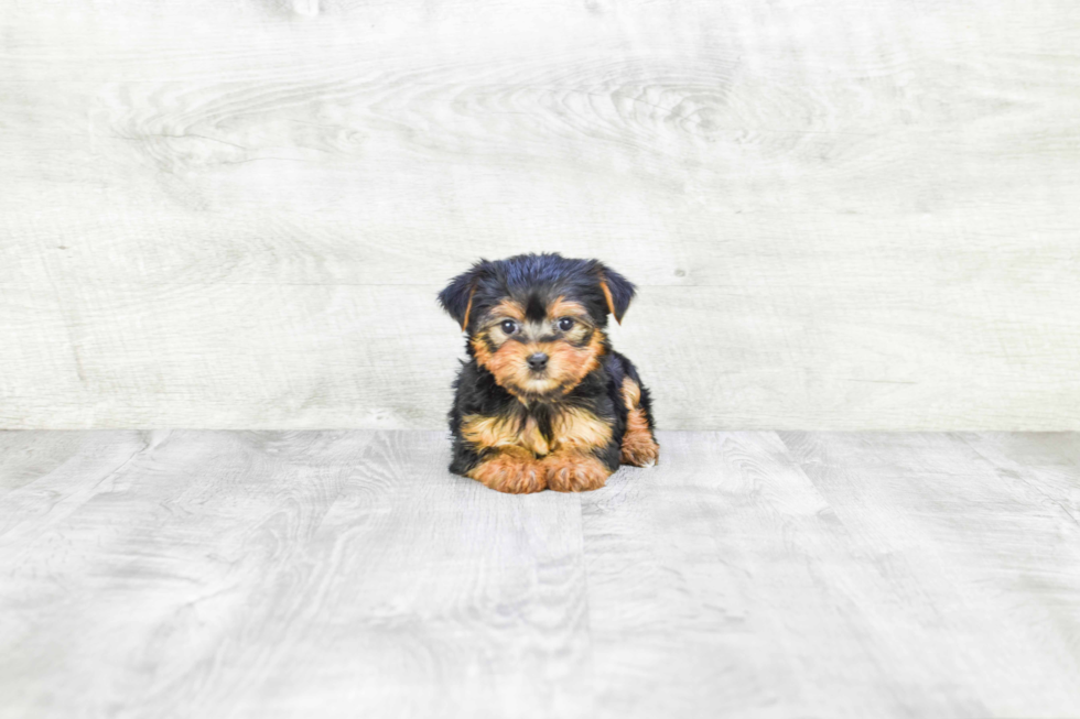 Meet Goldie - our Yorkshire Terrier Puppy Photo 