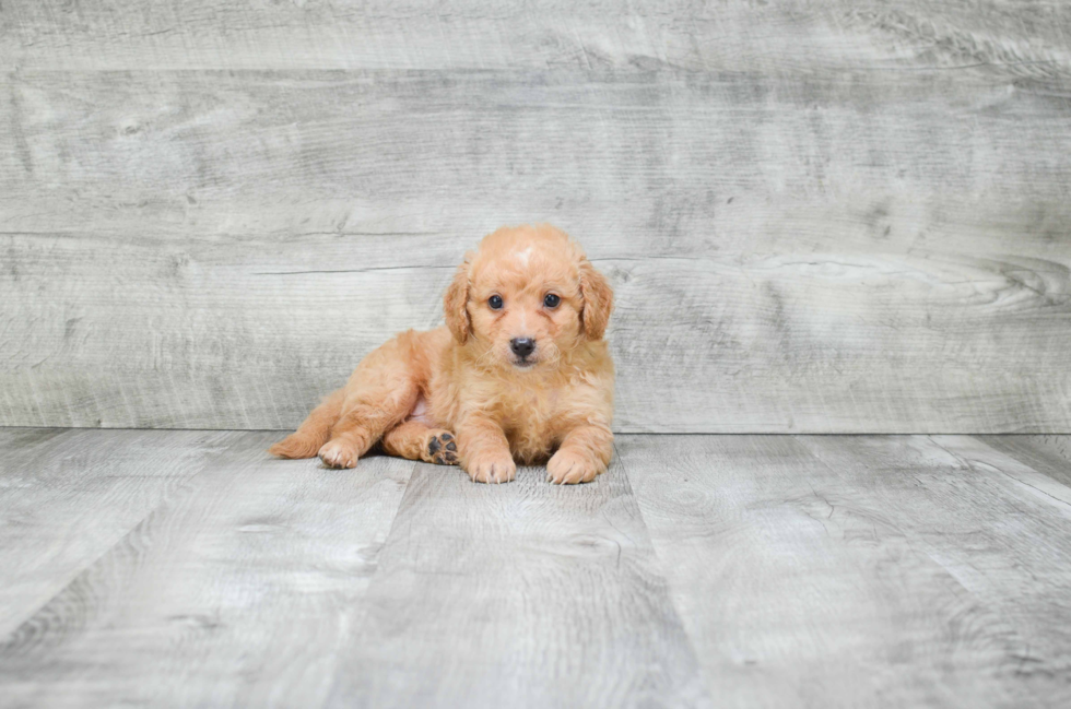 Cute Mixed Breed Mix Puppy