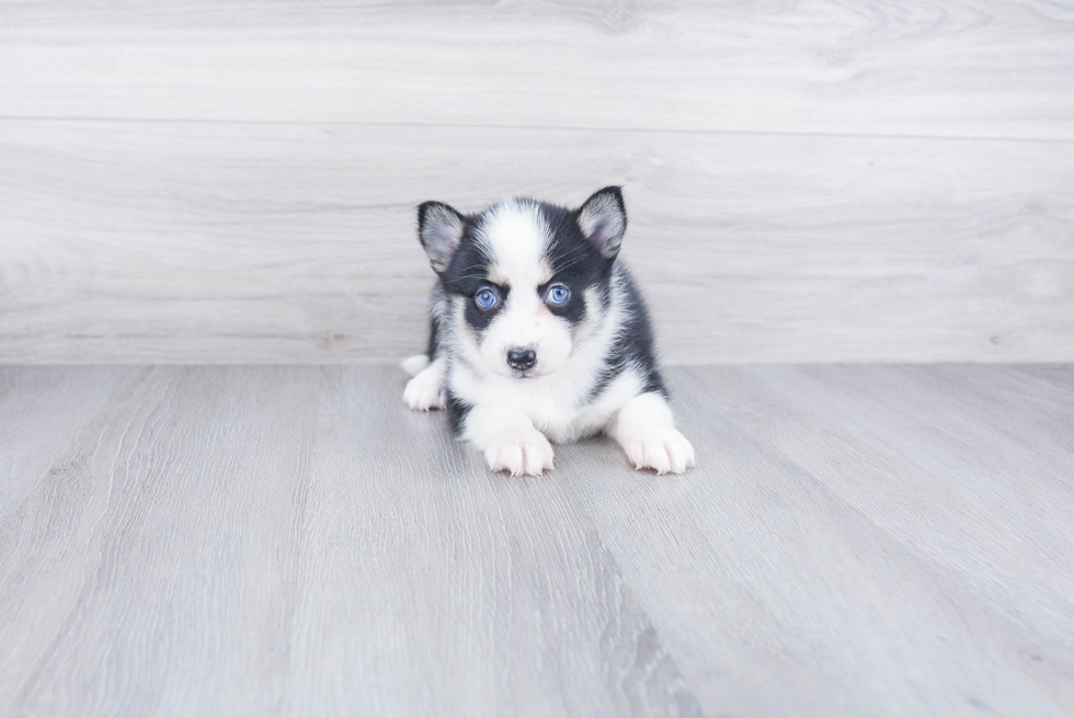 Pomsky Pup Being Cute