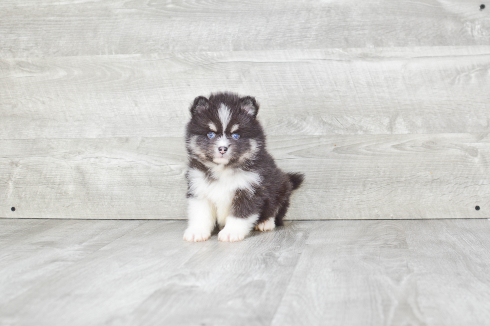 Pomsky Pup Being Cute