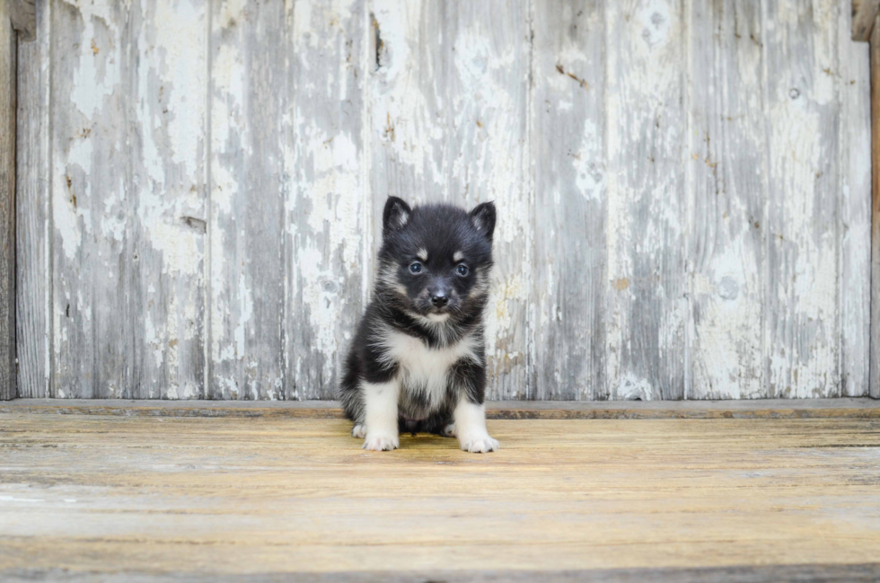 Happy Pomsky Baby