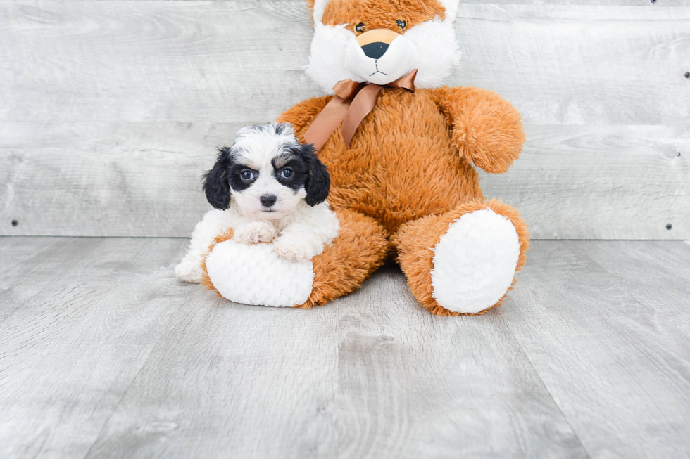 Sweet Cavachon Baby