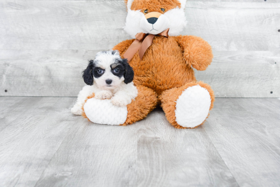 Sweet Cavachon Baby