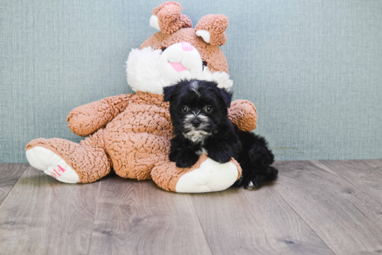 Energetic Yorkie Designer Puppy