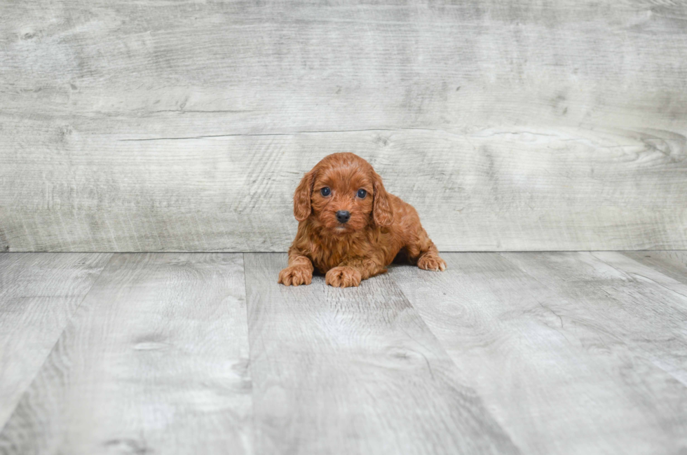 Happy Cavapoo Baby