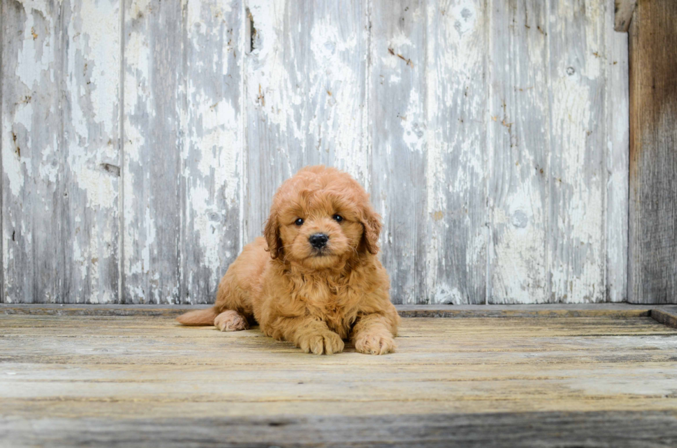 Popular Mini Goldendoodle Poodle Mix Pup