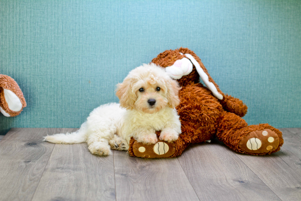 Small Mini Goldendoodle Baby