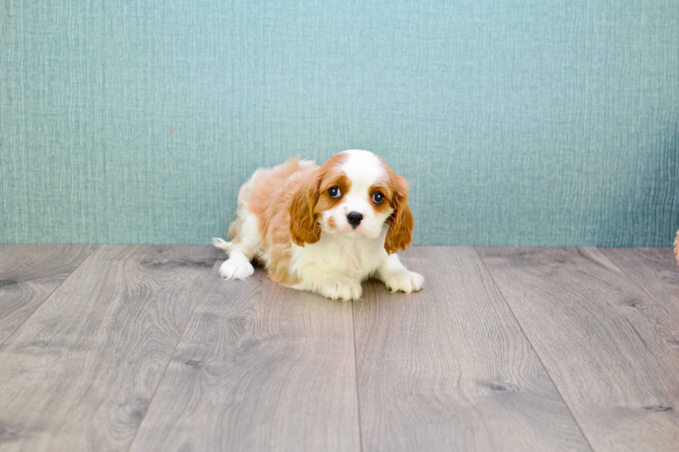 Best Cavalier King Charles Spaniel Baby