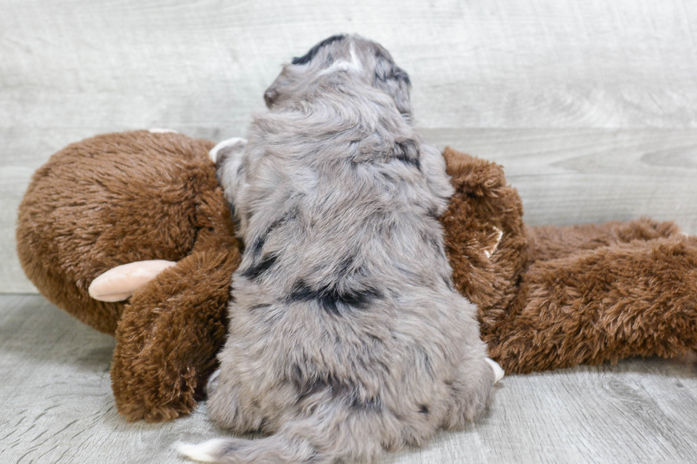 Best Mini Bernedoodle Baby