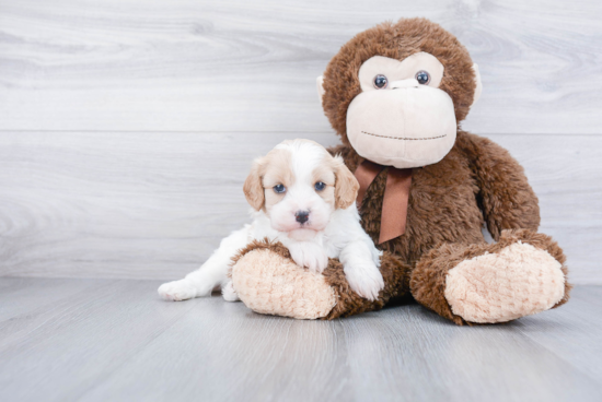 Small Cavachon Baby