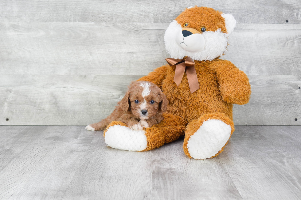 Friendly Cavapoo Baby