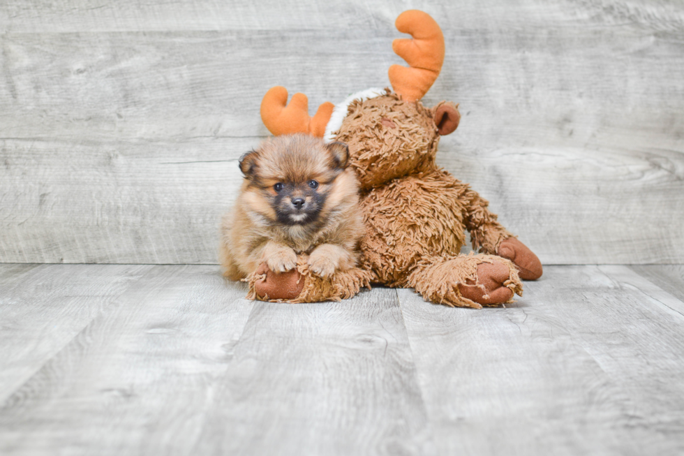 Adorable Pomeranian Purebred Puppy