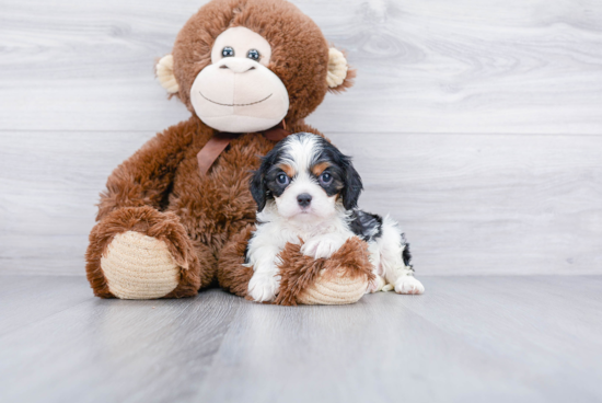 Hypoallergenic Cavalier King Charles Spaniel Purebred Pup