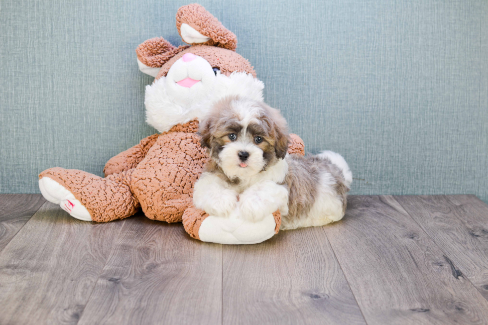 Teddy Bear Pup Being Cute