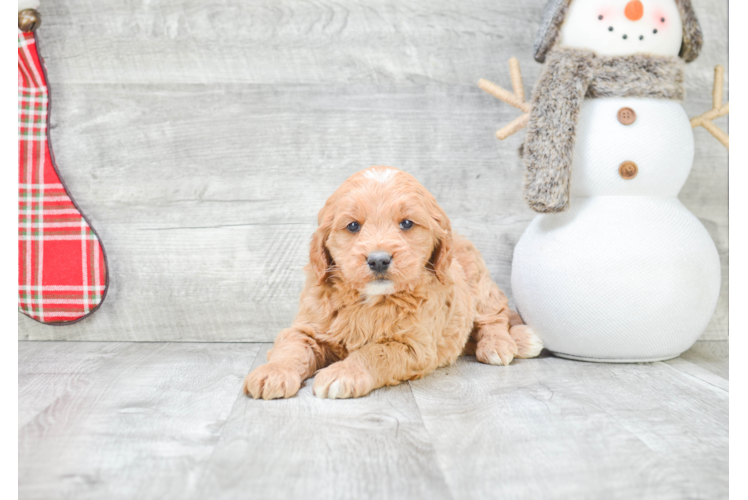 Mini Goldendoodle Puppy for Adoption