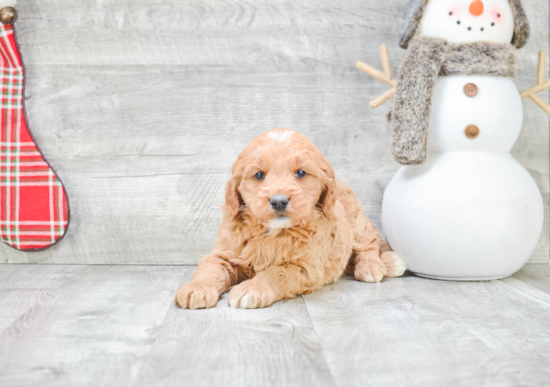 Mini Goldendoodle Puppy for Adoption