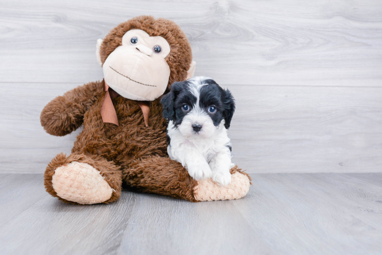 Small Cavapoo Baby