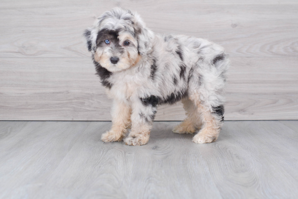 Energetic Aussiepoo Poodle Mix Puppy