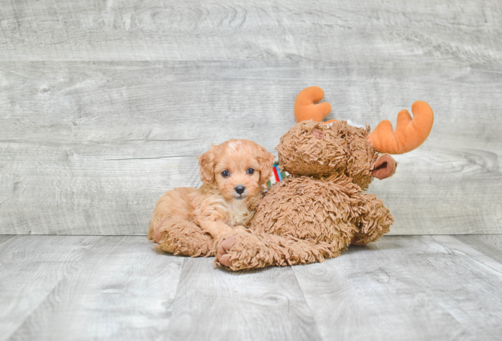 Happy Cavapoo Baby