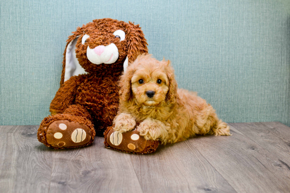 Mini Goldendoodle Puppy for Adoption