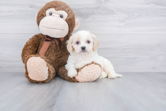 Small Cavachon Baby