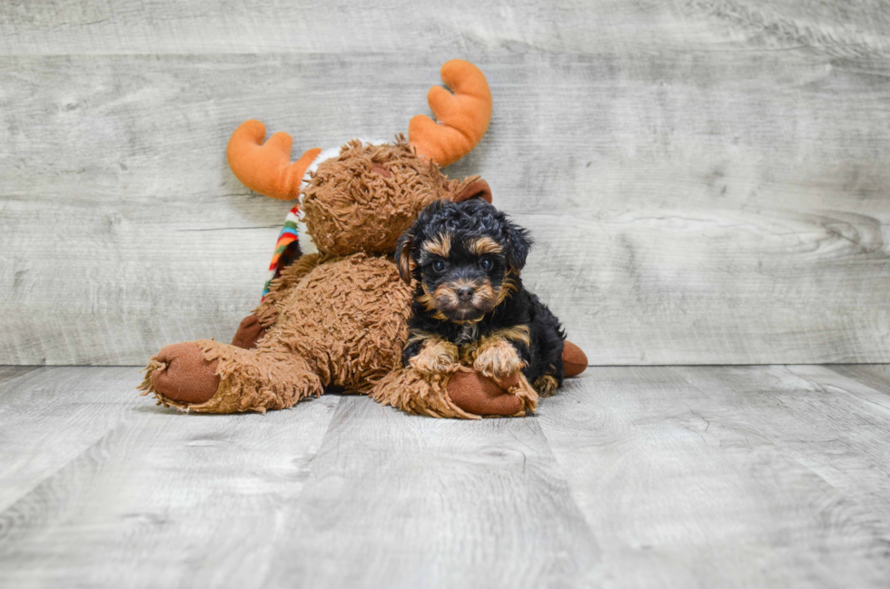 Yorkie Poo Pup Being Cute