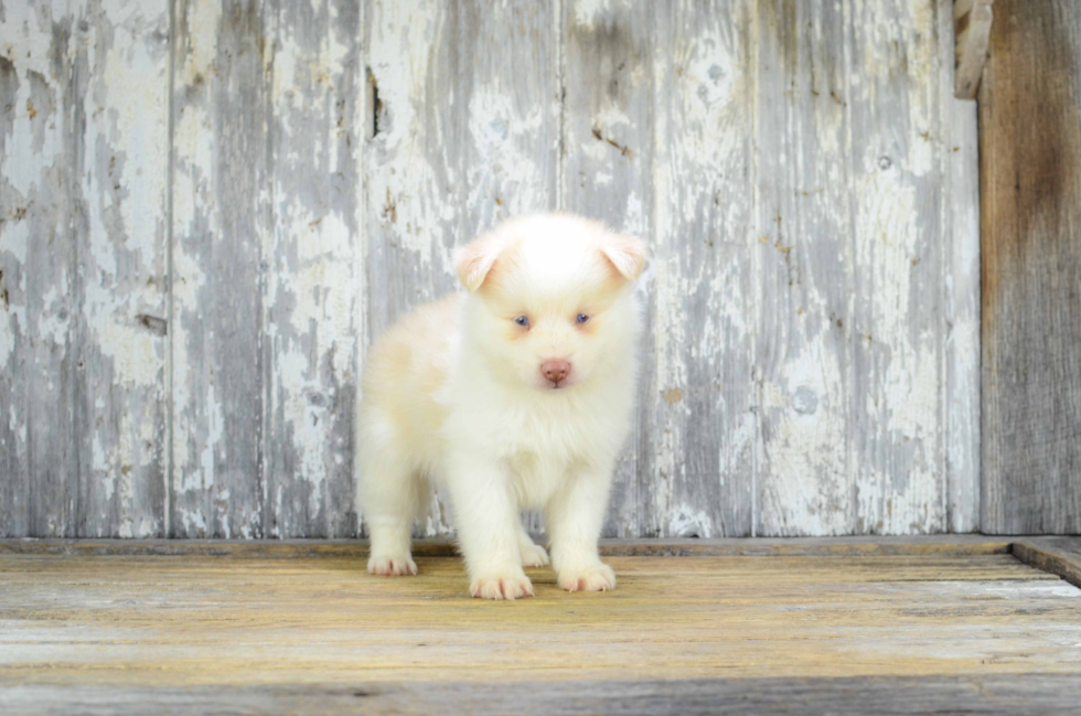 Happy Pomsky Baby