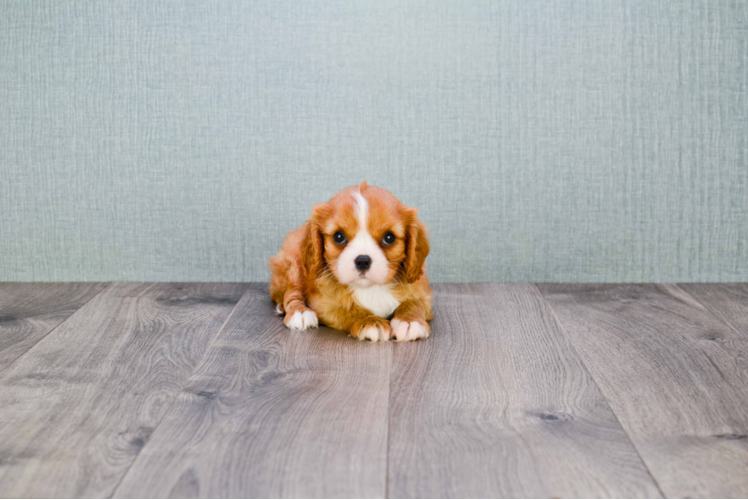 Smart Cavalier King Charles Spaniel Purebred Puppy