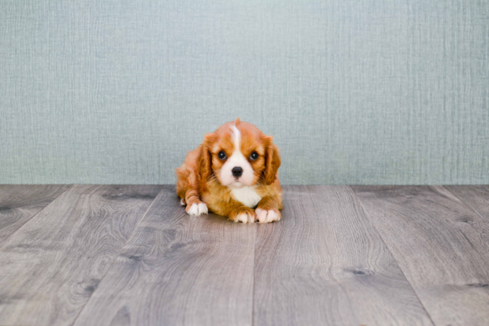 Smart Cavalier King Charles Spaniel Purebred Puppy