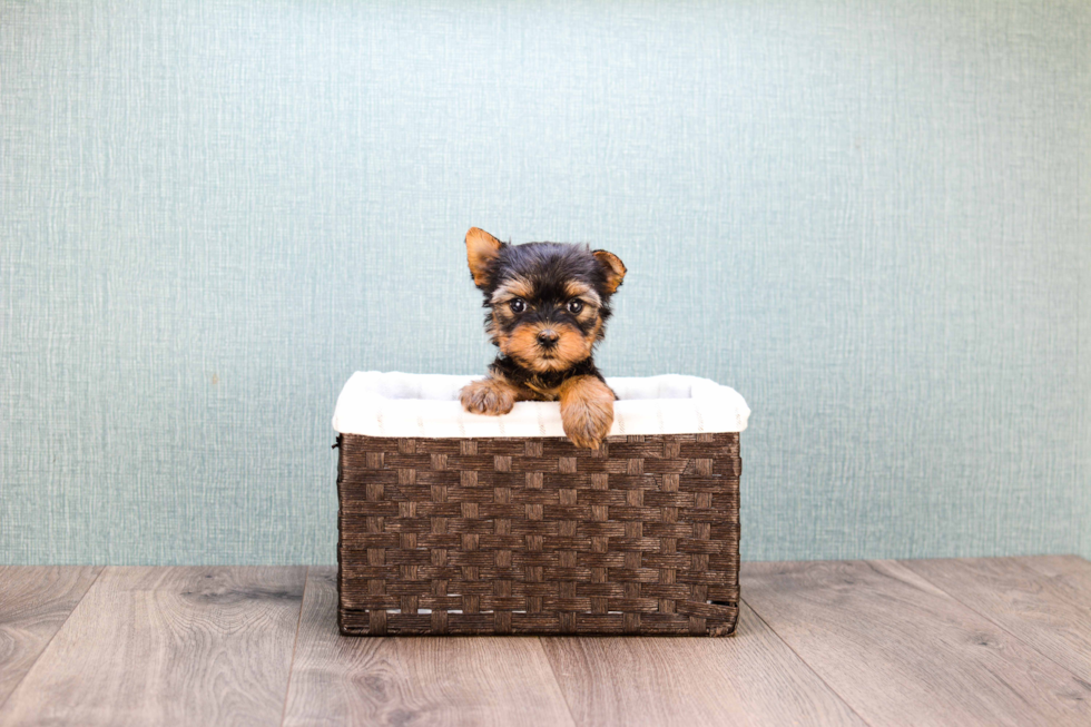 Meet Twinkle - our Yorkshire Terrier Puppy Photo 