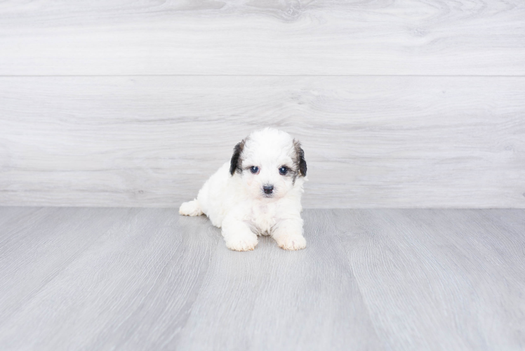 Sweet Maltipoo Baby