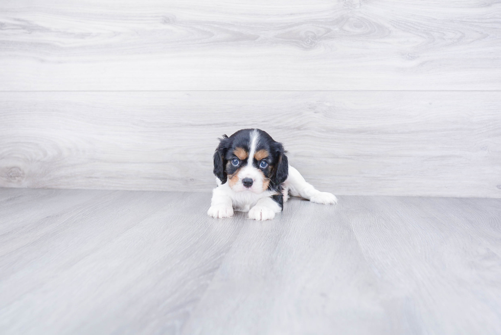 Cavalier King Charles Spaniel Pup Being Cute