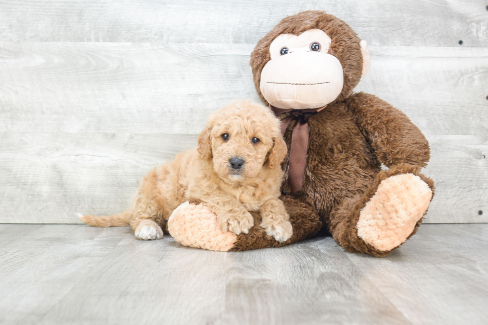 Mini Goldendoodle Puppy for Adoption