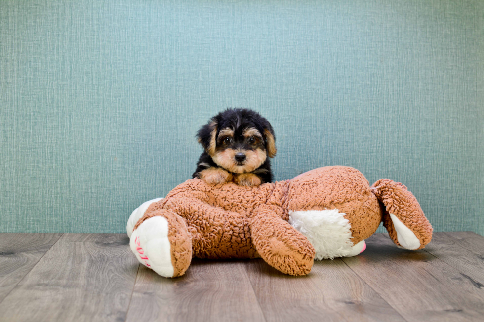 Popular Yorkie Poo Poodle Mix Pup