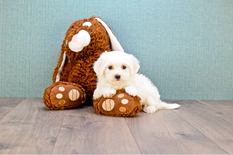 Maltipoo Pup Being Cute