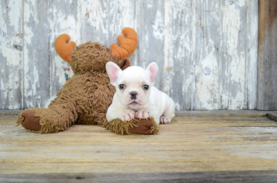 French Bulldog Pup Being Cute