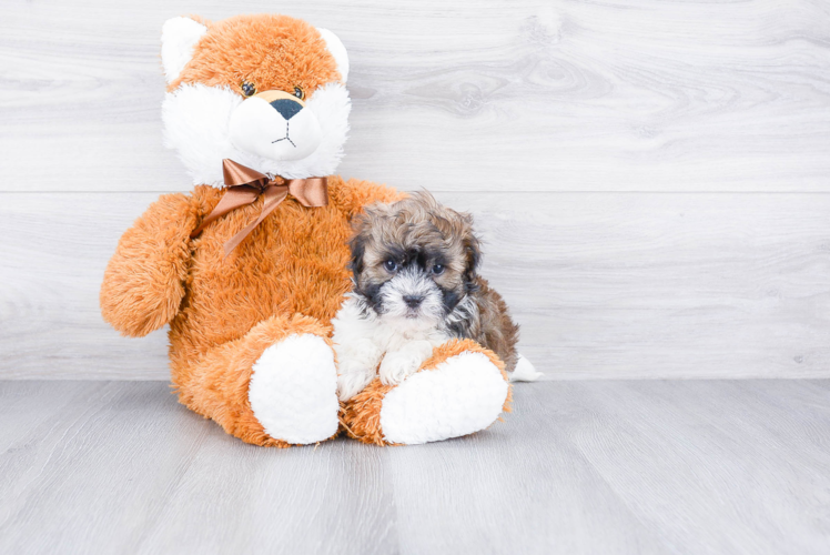 Smart Havanese Purebred Puppy