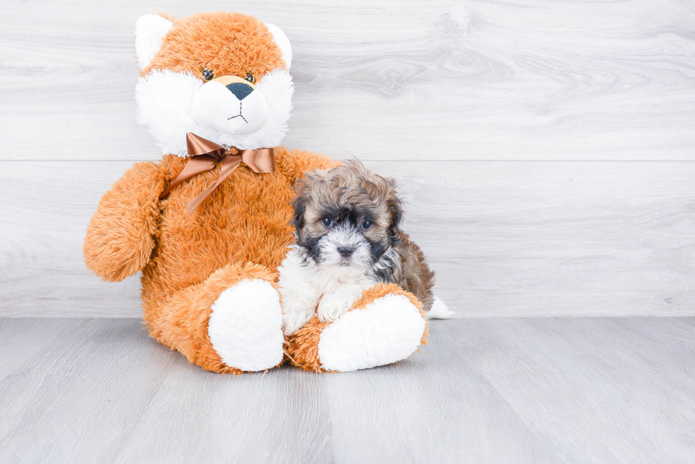 Smart Havanese Purebred Puppy