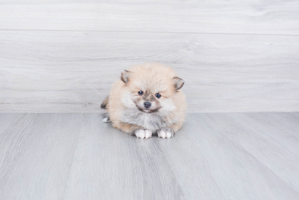 Pomeranian Puppy for Adoption